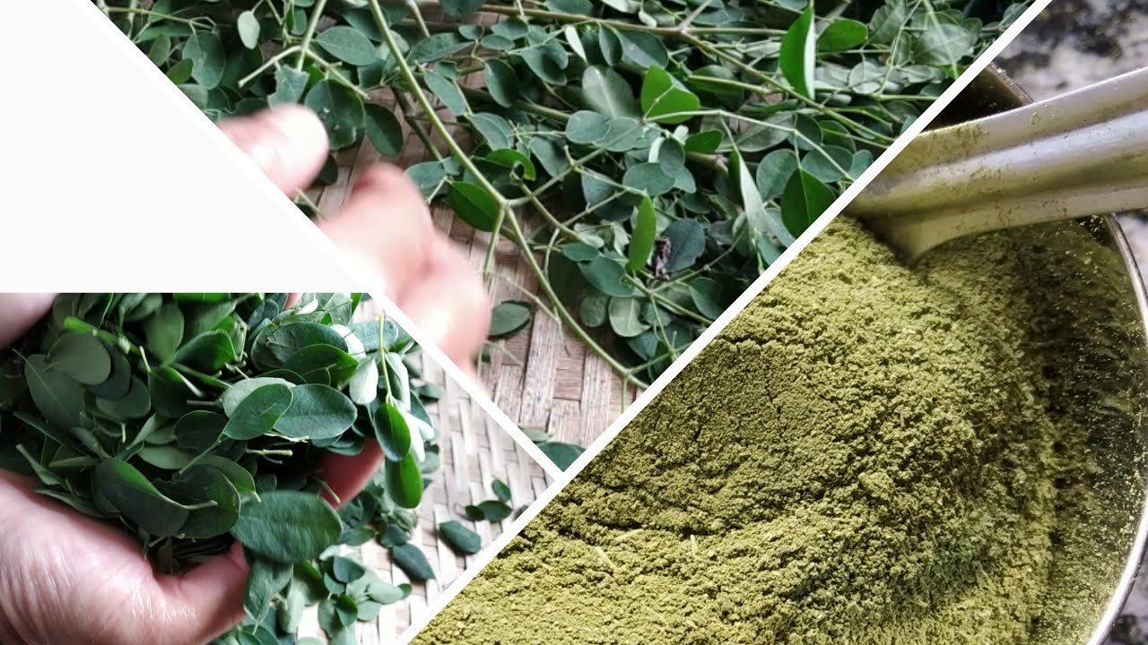 Moringa leaves powder|| Make easily drumsticks leaves powder at home ...
