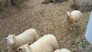 Lock picking sheep seek corn reward