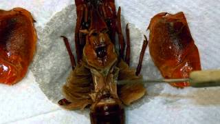 Crayfish Internal Anatomy 2