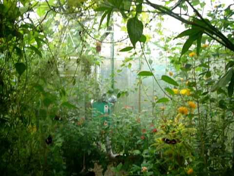 Rainshower in a living tropical greenhouse 