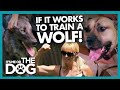 Trained Wolf Teaches Owner the Dangers of 'Dominating' Your Dog | It's Me or The Dog