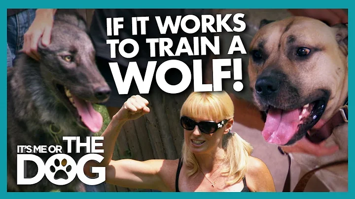 Trained Wolf Teaches Owner the Dangers of 'Dominat...