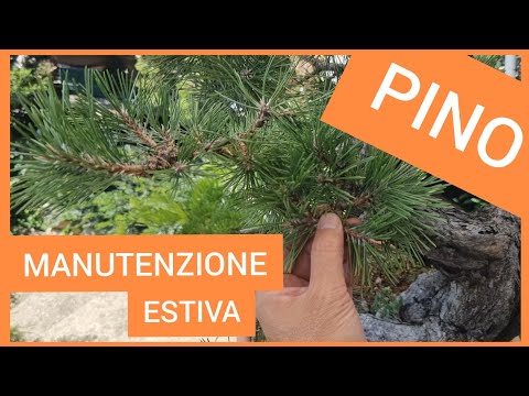 Video: Collezione di aghi di pino: impara come raccogliere gli aghi di pino per il giardino