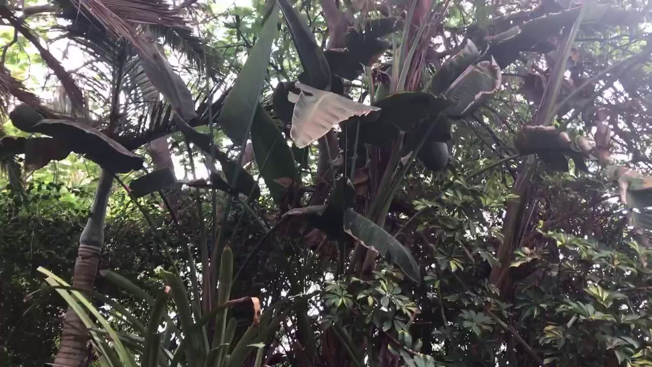 Wildlife sanctuary - YouTube