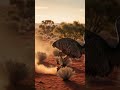 Emu 🐦 | The Giant Bird That Can’t Fly 😳 #ewu #wildlife #nature #australia #facts