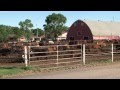 Wulf Cattle featured on The American Rancher