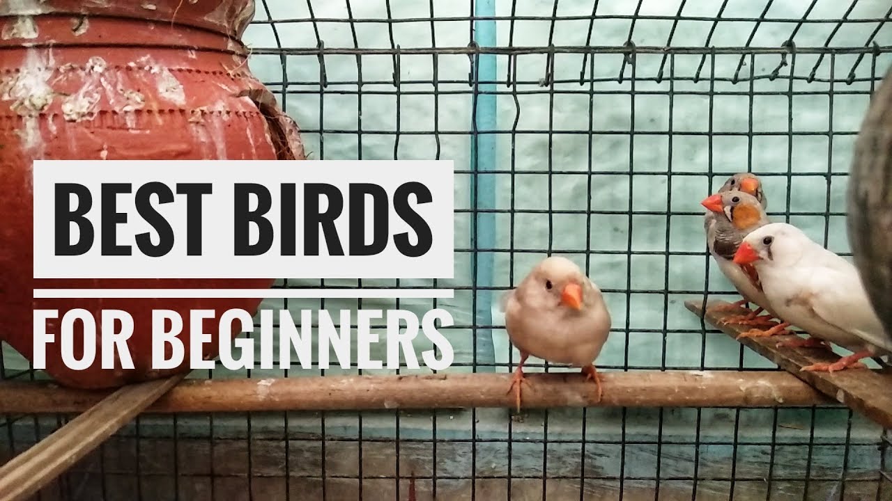 Zebra Finches as Pets Best Birds for Beginners All About Pets