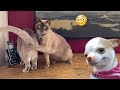 Funniest cats and dogss   best funny animals 2024 9