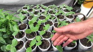 Tips on Starting Transplant Cucumbers, Squash & Zucchini in Cups -TRG 2015