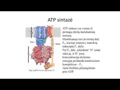 Video: Skirtumas Tarp ATPazės Ir ATP Sintazės