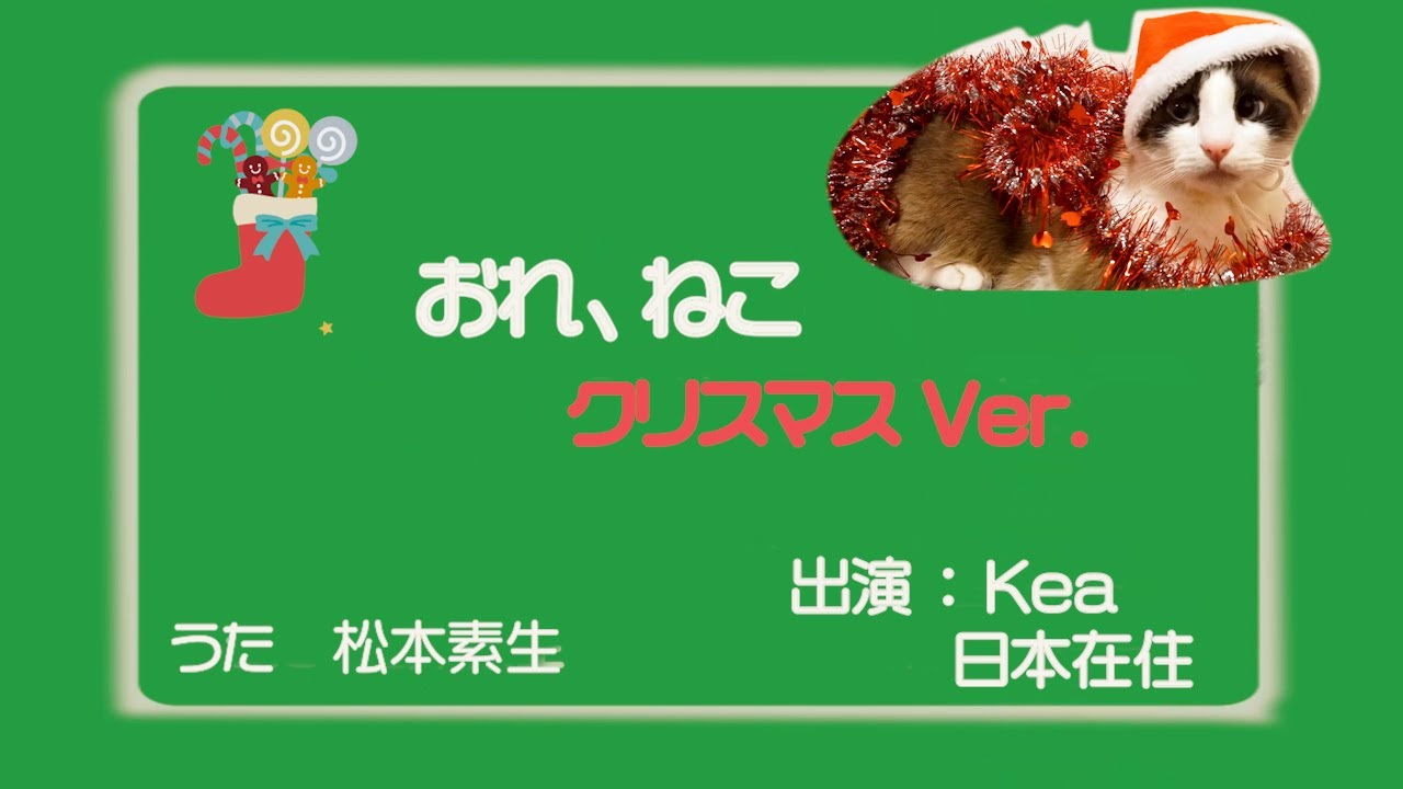 「おれ、ねこ」ケア ✕ クリスマス eテレ  Hawaiian cat Kea