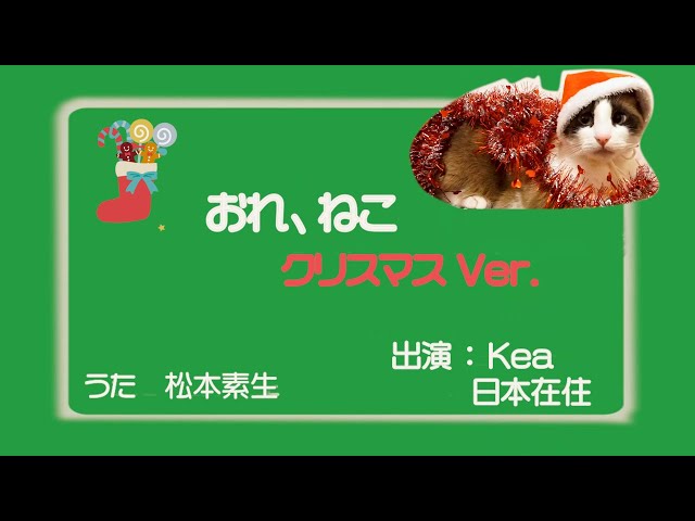 おれ、ねこ」ケア ✕ クリスマス eテレ Hawaiian cat Kea - YouTube