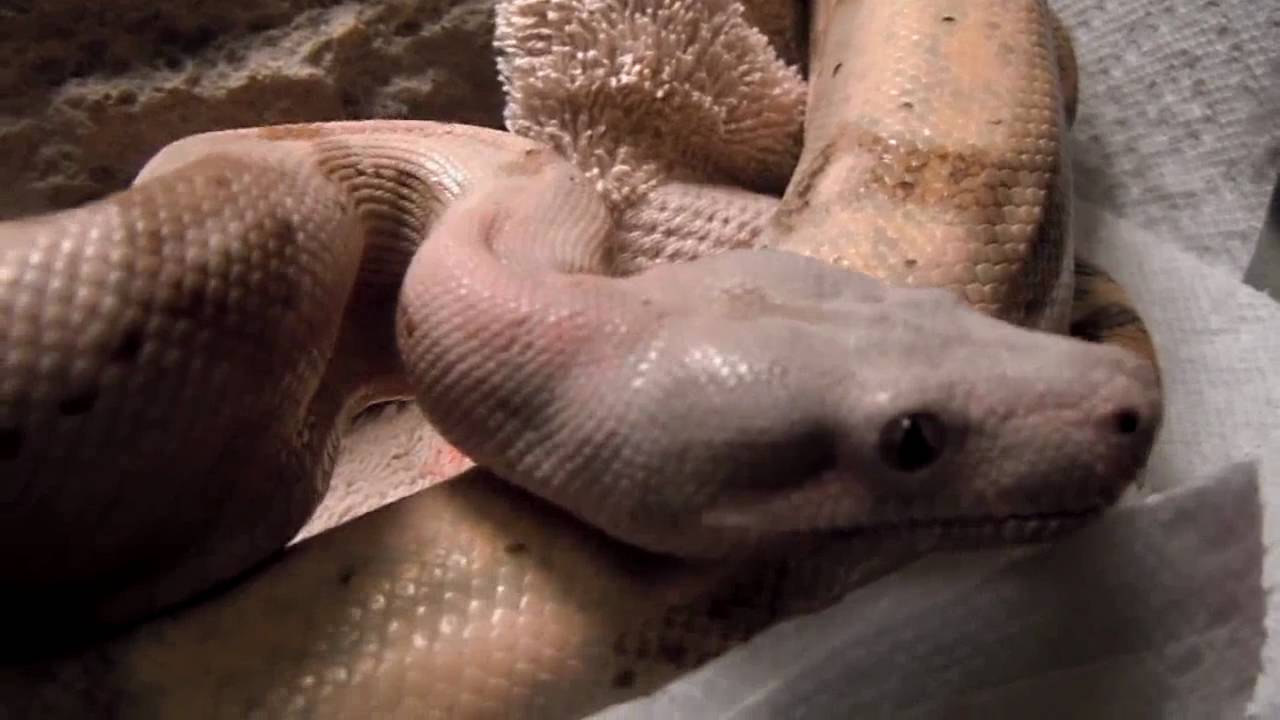 video phone beyonce mp3 Hog Island Boa