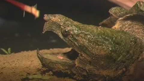 Alligator Snapping Turtle