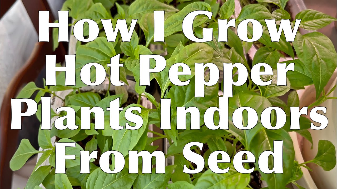 Growing Hot Peppers From Seed Indoors - YouTube