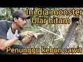 MENGEJUTKAN KETIKA ULAR HITAM BESAR TERLIHAT DI KEBUN SAWIT