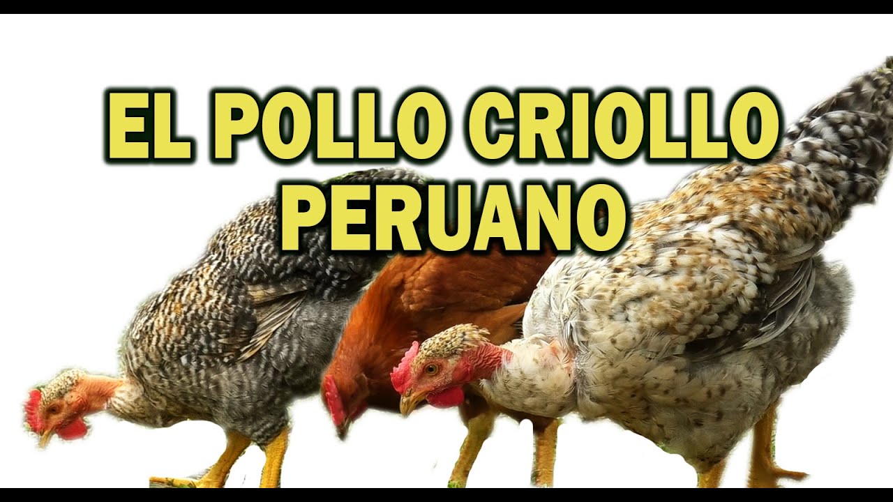 EL POLLO CRIOLLO PERUANO YouTube