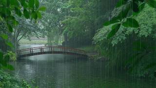 The beautiful little river is raining(523) , sleep, relax, meditate, ASMR, Real Shot