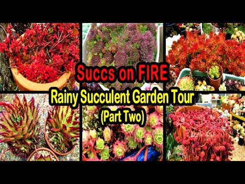 SUCCS On FIRE - PART 2 Of Rainy Succulent Garden Tour | Liz Kreate