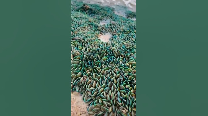 kerang hijau #shorts #kerang #keranghijau