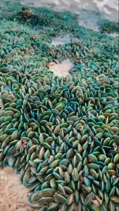 kerang hijau #shorts #kerang #keranghijau