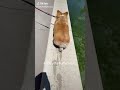Corgi Sexy Walk Cute Dog Funny Corgi Twerk Corgi Ass Hot Ass Corgi Hot Ass Dog Wag Ass Corgi Sexy Walk Cute Dog Funny Corgi Twerk Corgi Ass Hot Ass Corgi Hot Ass Dog Wag Ass