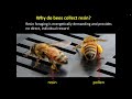 Why care about Propolis with Marla Spivak