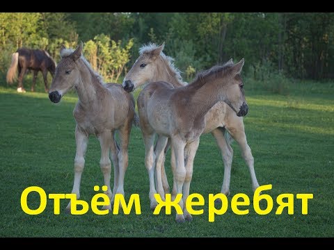 Видео: В каком возрасте отлучают жеребят?