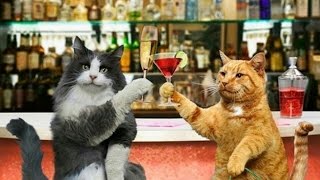 Сat cafe in Moscow. Клуб "Kotomania". Котокафе Чистые пруды. Cats & Relax Club Сat cafe in Moscow. Клуб "Kotomania". Котокафе Чистые пруды. Cats & Relax Club