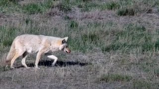 Coyote at Bison Calving Plains - Grasslands National Park - explore.org