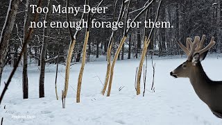 Deer Eating Staghorn Sumac Tree Bark "1.5 Million Deer in PA"