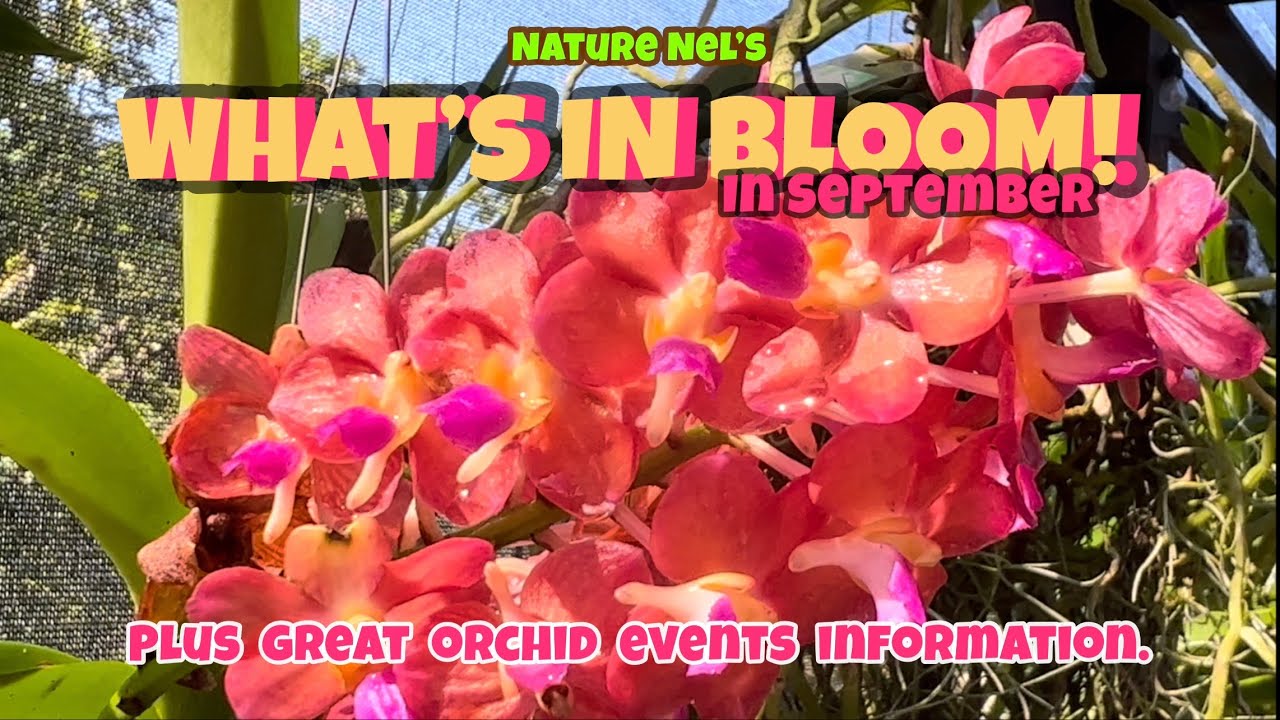Orchid blooms in September are ready for viewing. Join me on this colorful orchid greenhouse tour.