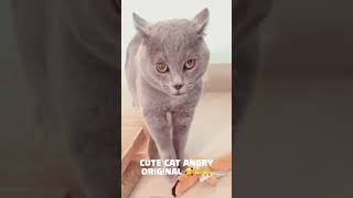 Kucing Marah Namun Lucu Angry Cat Funny @Garenafreefireindonesia #Cat #Funnyanimals #Cutecat