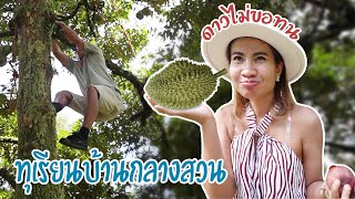 บุกสวนทุเรียน จันทบุรี เก็บเอง รับเอง กินเอง | ดาว ฟินเวอร์