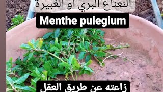 طريقة زراعة النعناع البري بالعقل| فليو|النعناع الأوروبي|الغبيرة|mentha pulegium