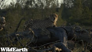 WildEarth - Sunset Safari - 08 August 2023