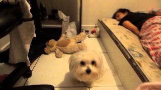 Quem Fez Xixi Na Cozinha?