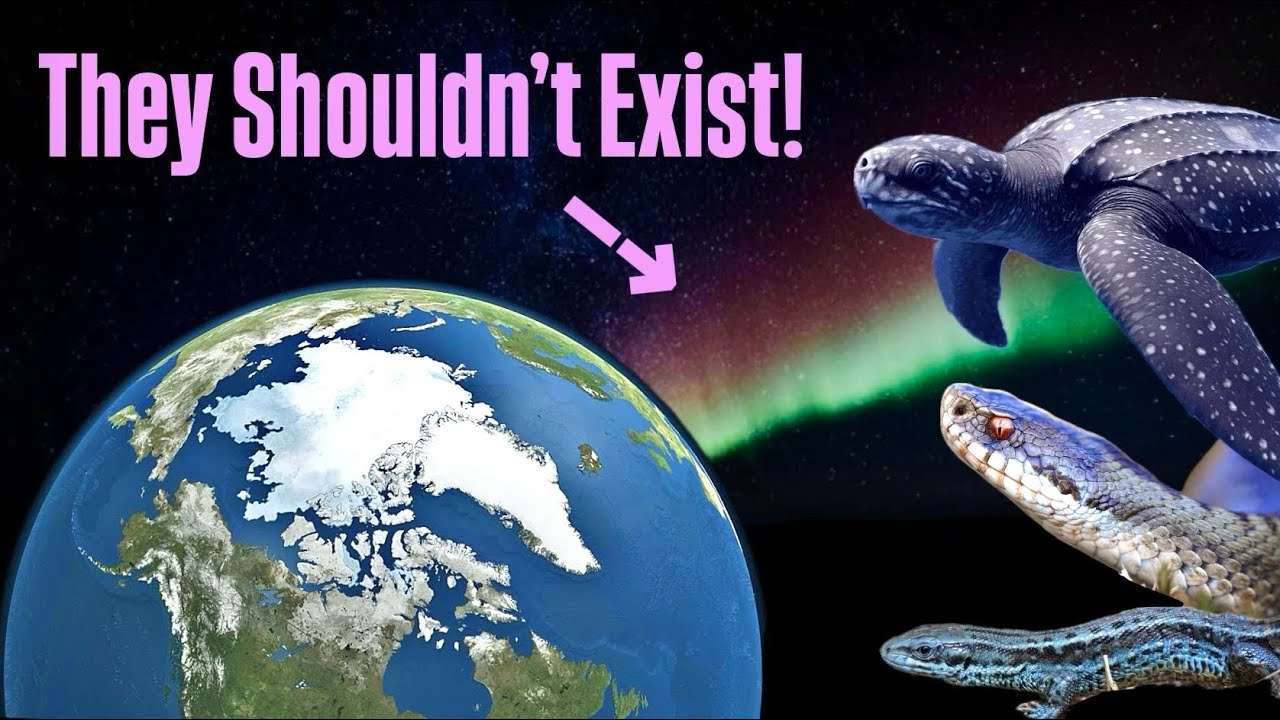 How Reptiles Defied Science By Conquering The Arctic! - YouTube