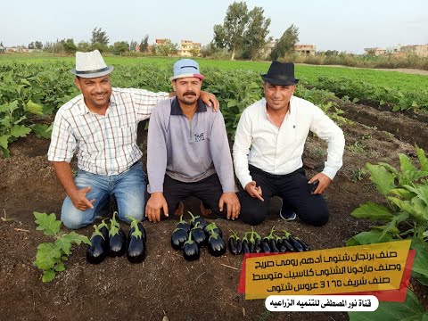 فيديو: أنواع الباذنجان للحدائق - ما هي بعض الأصناف الجيدة من الباذنجان