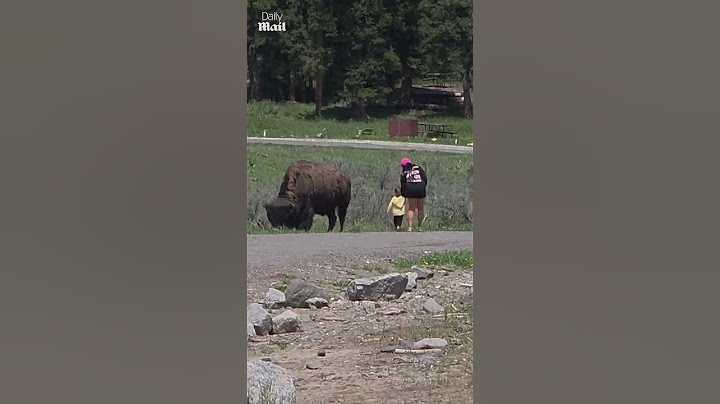 I turisti portano i bambini piccoli vicino a un bisonte da 1000 libbre