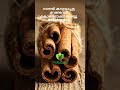 നാടൻ കറുവാപ്പട്ട വേണ്ടവർ കോൺടാക്ട് ചെയ്യൂ #shortvideo #reels #viral #spices #cinnamon