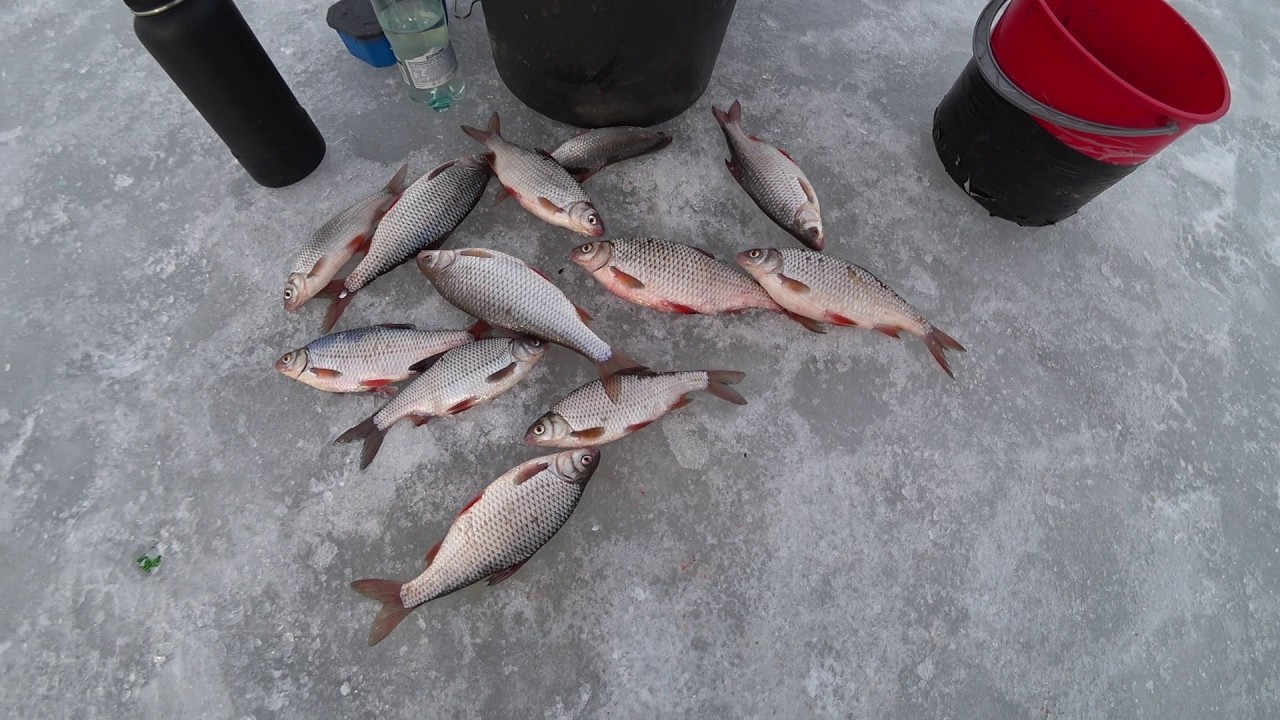 Зимняя Плотва по последнему льду в Хотяновке !!!#Февраль 2026