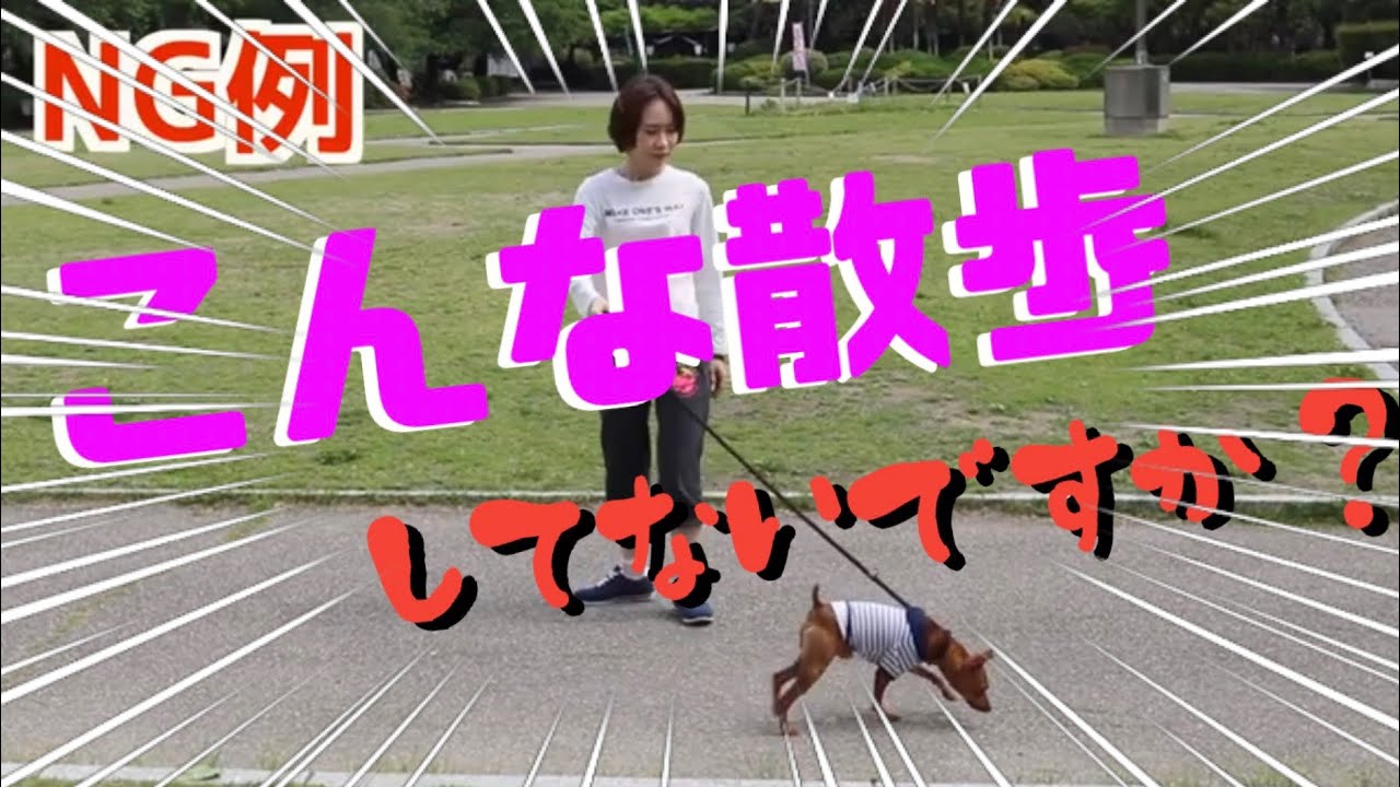 犬のしつけ 散歩の仕方で主従関係 無駄吠えする犬か判断できる方法 Youtube