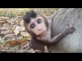 Life of monkeys Ep101,  baby monkey want to eat orange. baby monkey runn...