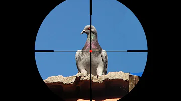 ¿Cuántos metros alcanza un rifle de aire comprimido?