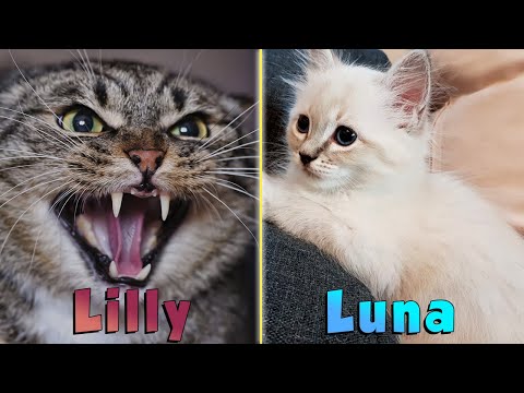 Video: Katzen Vorstellen: Ein Kätzchen Mit Nach Hause Nehmen, Um Ihre ältere Katze Kennenzulernen