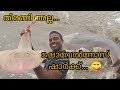 ഇത്‌ തിരണ്ടി അല്ല.... ഷോവൽ നോസ് ഷാർക്.. / This is not a stingray. It's a shovelnose shark's