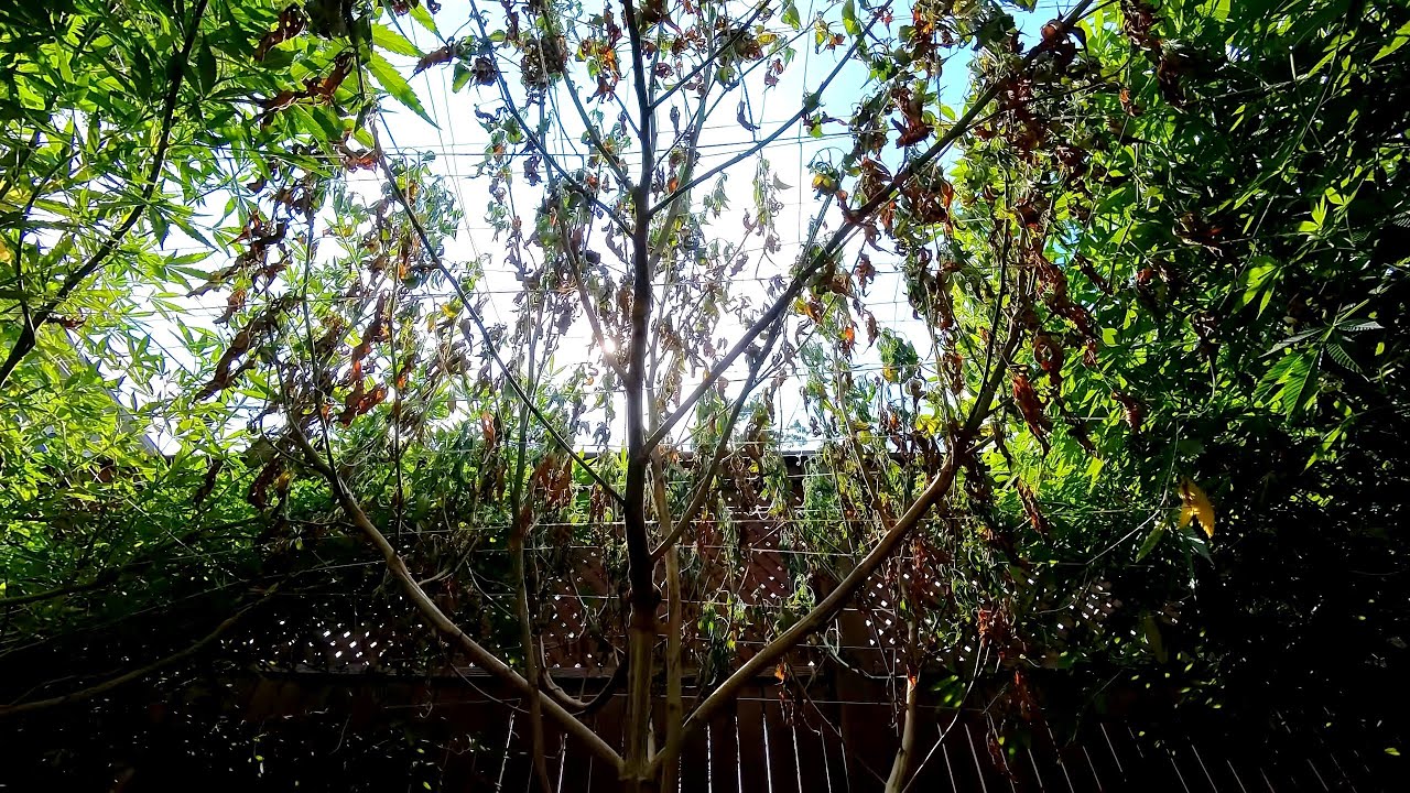 2025 Outdoor Cannabis Garden Tour | Garden Update [#07] - July 11 & 18