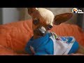 Grumpy Chihuahua Loves His Wobbly Little Brother | The Dodo