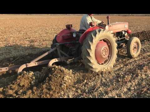 Massey Ferguson 135 tarla sürümü